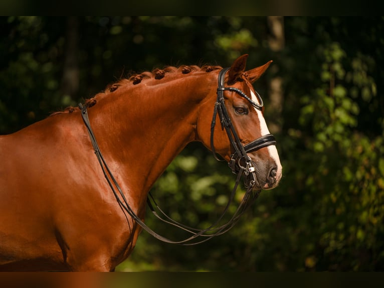 Westfale Wallach 9 Jahre 167 cm Fuchs in Wehringen