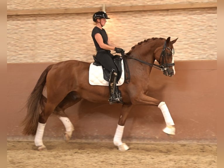 Westfale Wallach 9 Jahre 167 cm Fuchs in Wehringen