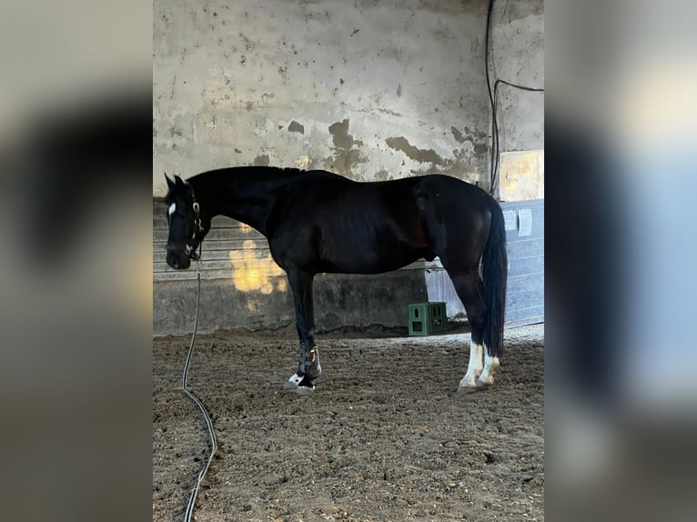 Westfale Wallach 9 Jahre 167 cm Rappe in Šamorín