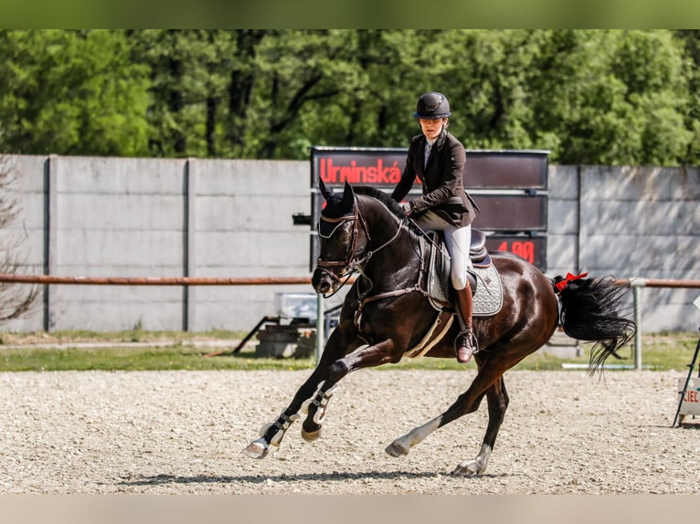 Westfale Wallach 9 Jahre 167 cm Rappe in Šamorín
