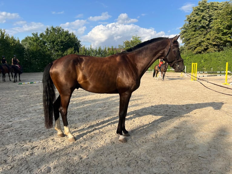 Westfale Wallach 9 Jahre 167 cm Rappe in Šamorín