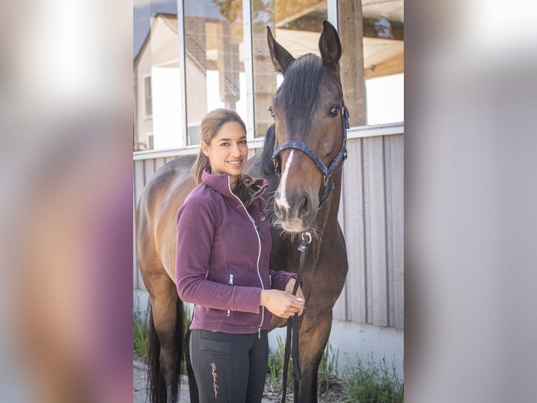 Westfale Wallach 9 Jahre 168 cm Dunkelbrauner in Neupotz