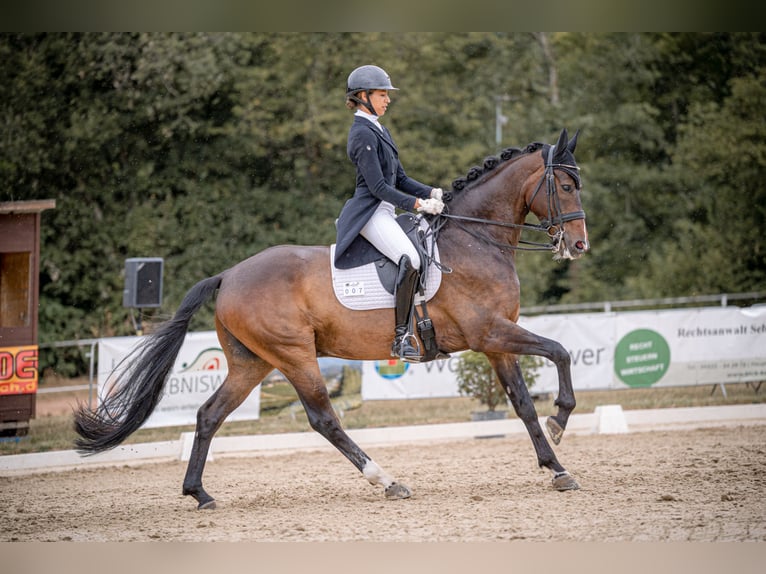 Westfale Wallach 9 Jahre 168 cm Dunkelbrauner in Neupotz