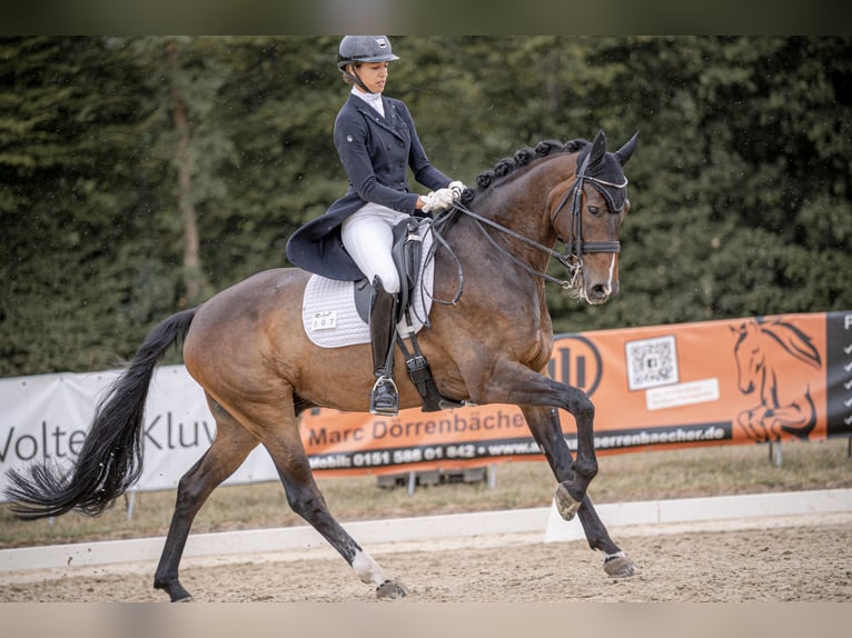 Westfale Wallach 9 Jahre 168 cm Dunkelbrauner in Neupotz