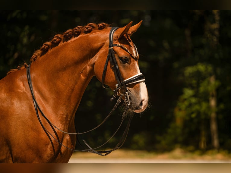 Westfale Wallach 9 Jahre 168 cm Fuchs in Wehringen