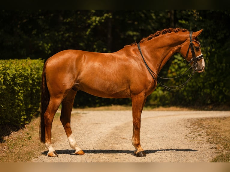 Westfale Wallach 9 Jahre 168 cm Fuchs in Wehringen