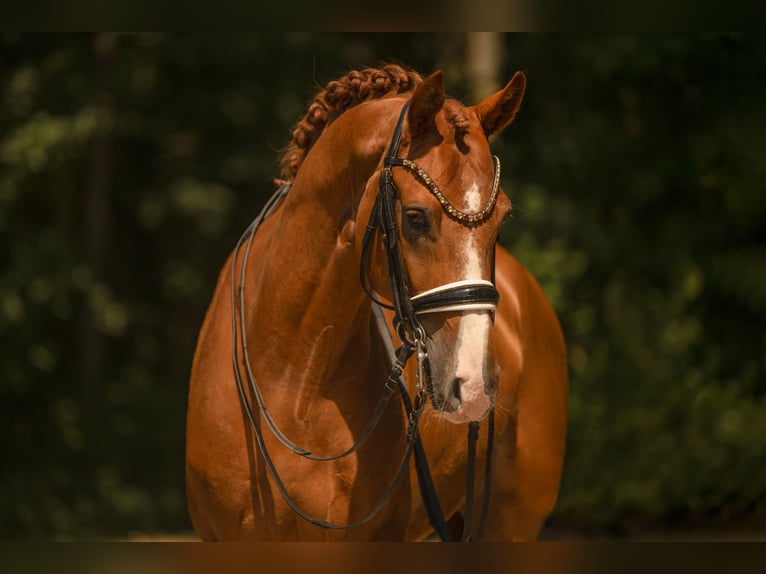 Westfale Wallach 9 Jahre 168 cm Fuchs in Wehringen