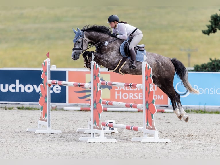 Westfale Wallach 9 Jahre 168 cm Schimmel in Ústí nad Labem