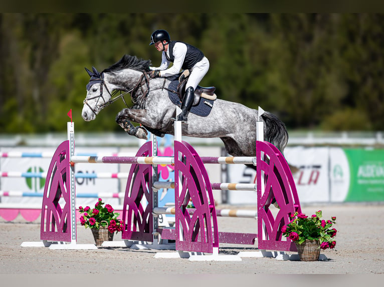 Westfale Wallach 9 Jahre 168 cm Schimmel in Ústí nad Labem