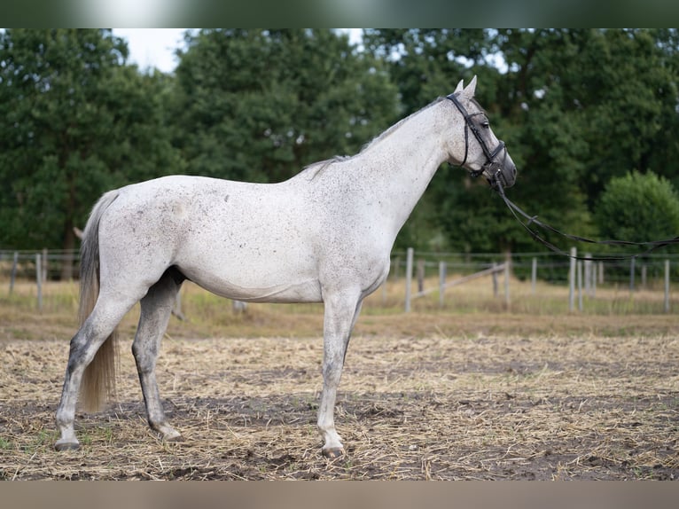 Westfale Wallach 9 Jahre 169 cm Apfelschimmel in Halle