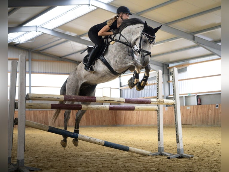 Westfale Wallach 9 Jahre 169 cm Apfelschimmel in Halle