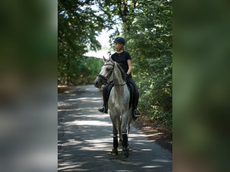 Westfale Wallach 9 Jahre 169 cm Apfelschimmel in Halle