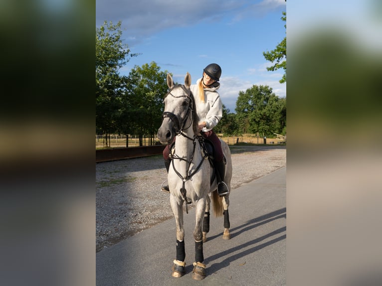 Westfale Wallach 9 Jahre 169 cm Apfelschimmel in Halle