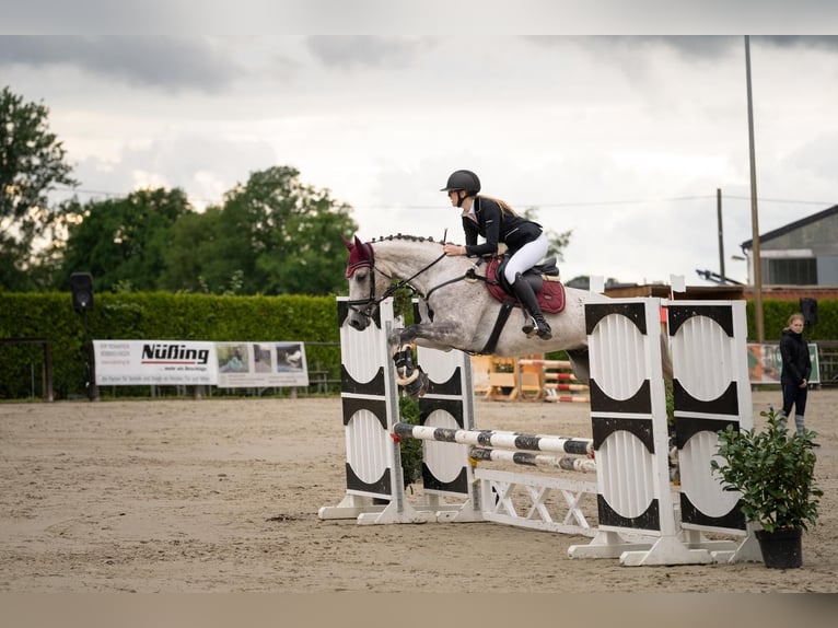 Westfale Wallach 9 Jahre 169 cm Apfelschimmel in Halle