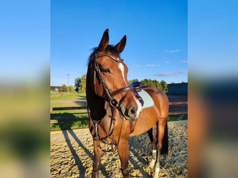 Westfale Wallach 9 Jahre 169 cm Dunkelbrauner in Rietberg