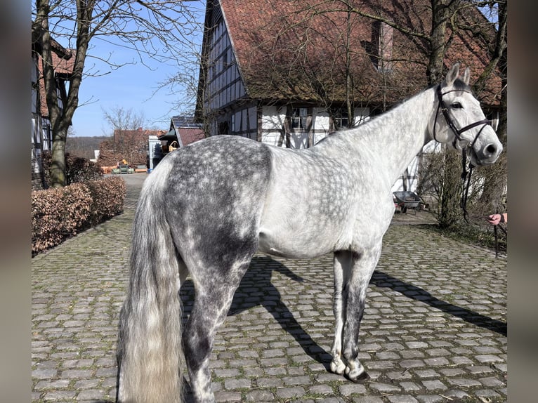 Westfale Wallach 9 Jahre 170 cm Apfelschimmel in Osnabrück