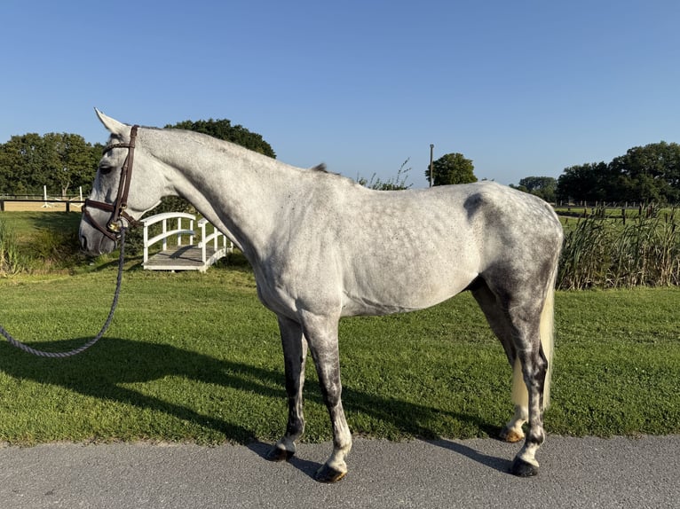 Westfale Wallach 9 Jahre 170 cm Apfelschimmel in Horstmar
