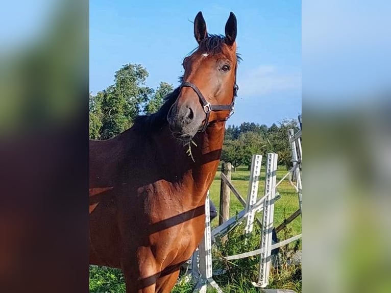 Westfale Wallach 9 Jahre 170 cm Brauner in Graltshausen