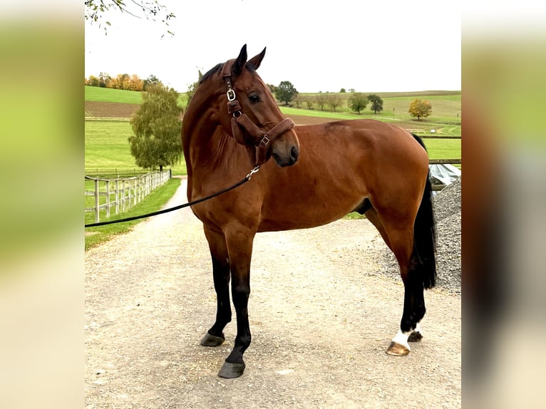 Westfale Wallach 9 Jahre 170 cm Brauner in Nidda