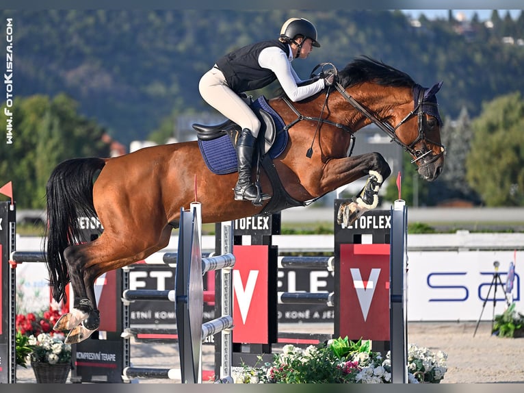 Westfale Wallach 9 Jahre 170 cm Brauner in Trojanovice