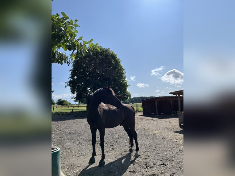 Westfale Wallach 9 Jahre 170 cm in Bienenb&#xFC;ttel