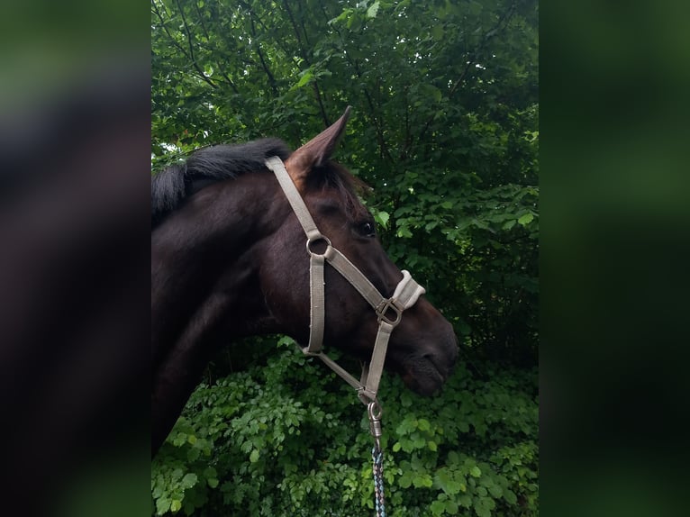Westfale Wallach 9 Jahre 170 cm in Bienenb&#xFC;ttel