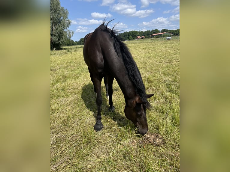 Westfale Wallach 9 Jahre 170 cm in Bienenb&#xFC;ttel