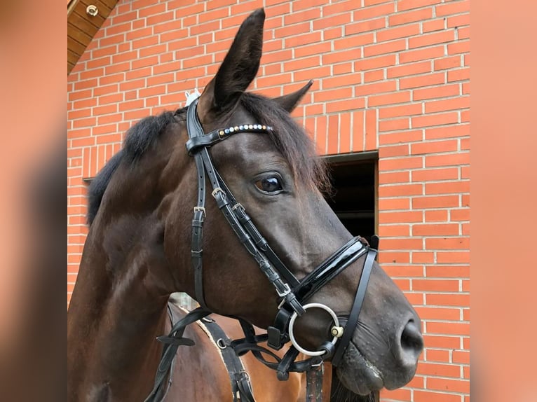 Westfale Wallach 9 Jahre 170 cm in Bienenb&#xFC;ttel