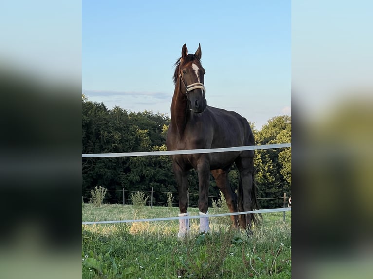 Westfale Wallach 9 Jahre 170 cm in Unna