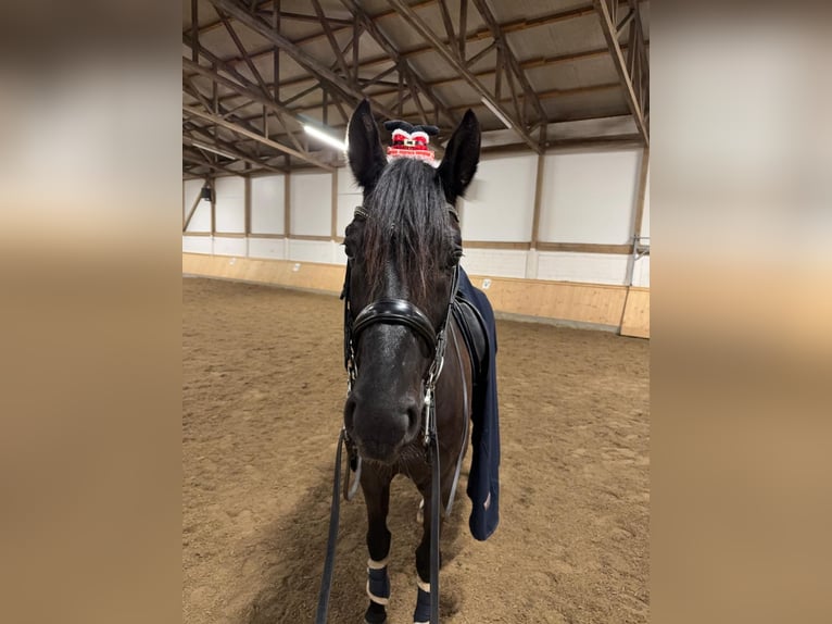 Westfale Wallach 9 Jahre 170 cm Rappe in Borche-Etteln