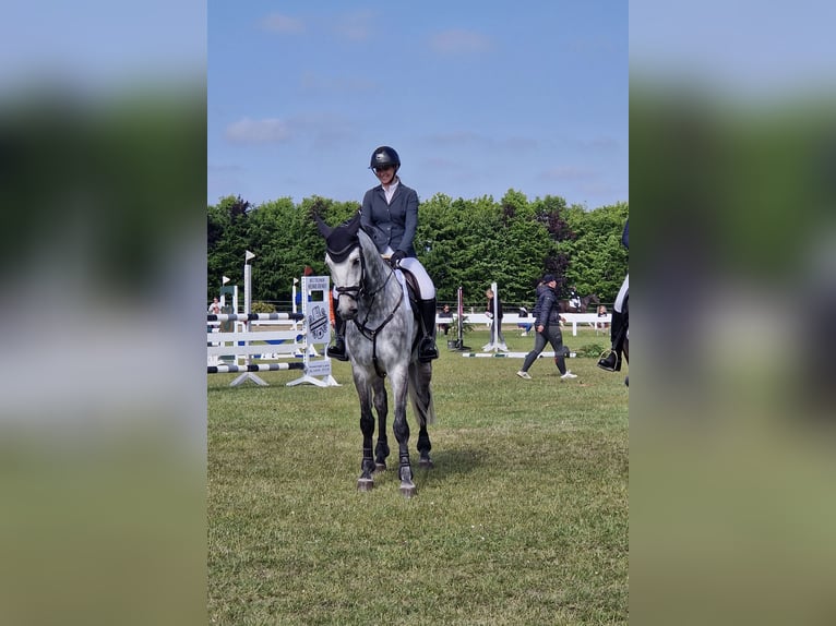 Westfale Wallach 9 Jahre 172 cm Apfelschimmel in Lütetsburg