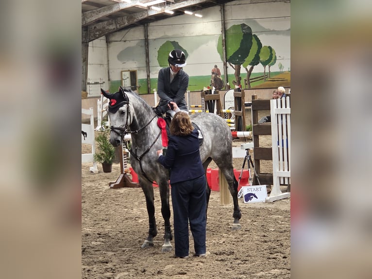 Westfale Wallach 9 Jahre 172 cm Apfelschimmel in Lütetsburg