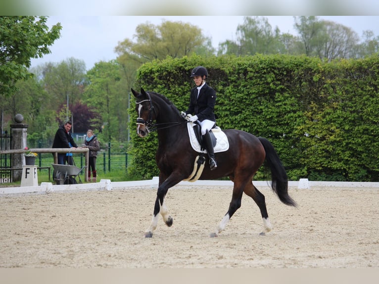 Westfale Wallach 9 Jahre 172 cm Brauner in Asbach