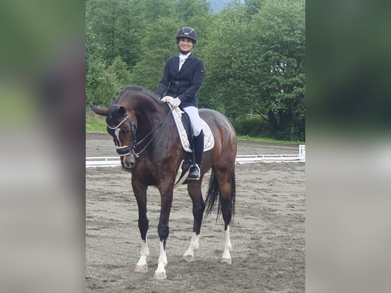 Westfale Wallach 9 Jahre 172 cm Brauner in Asbach