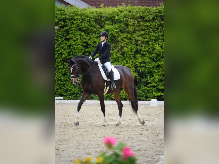 Westfale Wallach 9 Jahre 172 cm Brauner in Asbach