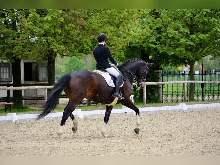 Westfale Wallach 9 Jahre 172 cm Brauner in Asbach