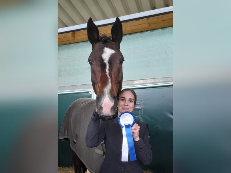 Westfale Wallach 9 Jahre 172 cm Brauner in Asbach