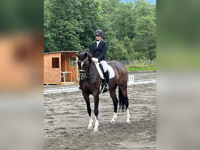 Westfale Wallach 9 Jahre 172 cm Brauner in Asbach