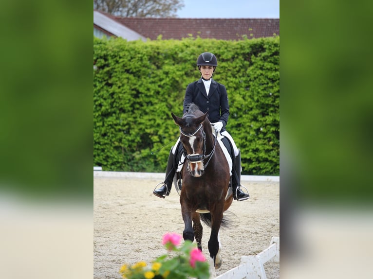 Westfale Wallach 9 Jahre 172 cm Brauner in Asbach