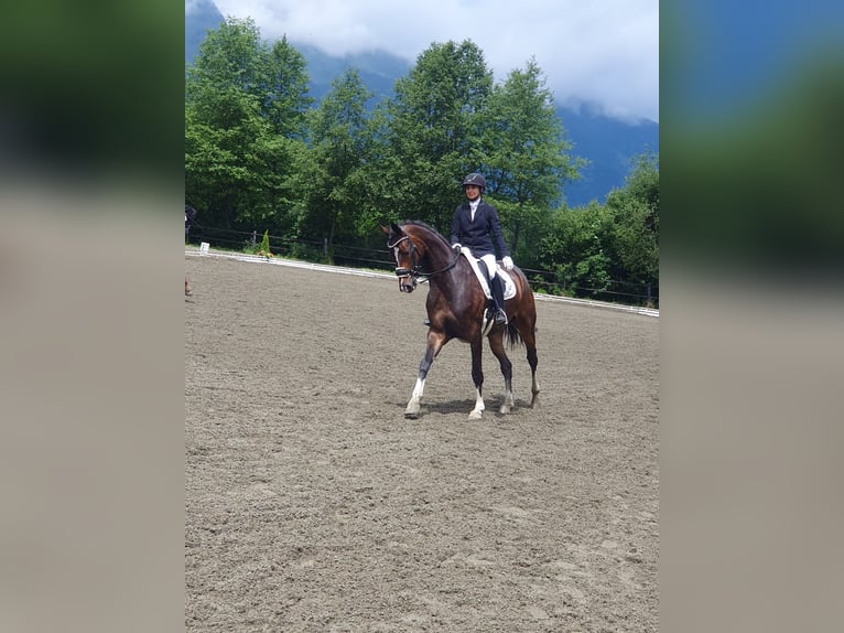 Westfale Wallach 9 Jahre 172 cm Brauner in Asbach