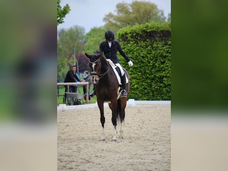 Westfale Wallach 9 Jahre 172 cm Brauner in Asbach