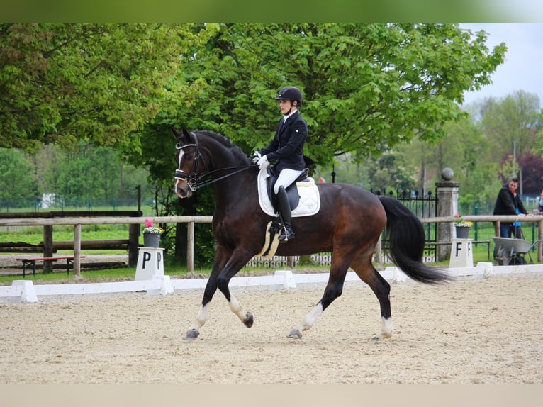 Westfale Wallach 9 Jahre 172 cm Brauner in Asbach