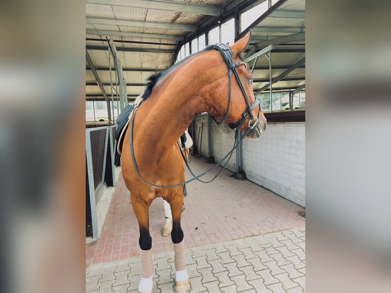 Westfale Wallach 9 Jahre 172 cm Brauner in MettmannMettmann