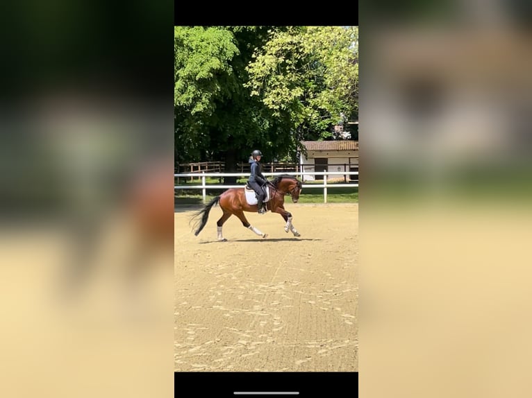 Westfale Wallach 9 Jahre 172 cm Brauner in MettmannMettmann