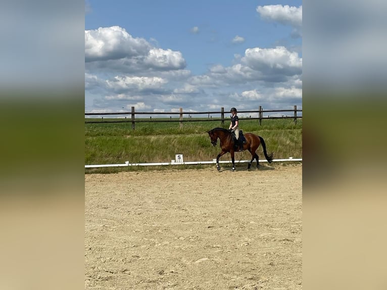 Westfale Wallach 9 Jahre 172 cm Brauner in MettmannMettmann