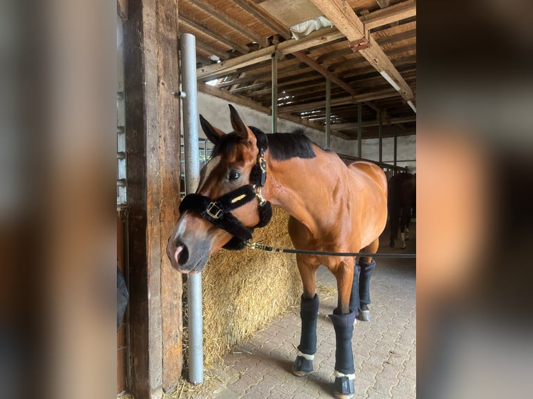 Westfale Wallach 9 Jahre 172 cm Brauner in MettmannMettmann