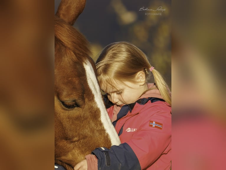 Westfale Wallach 9 Jahre 172 cm Fuchs in Bad Wildungen