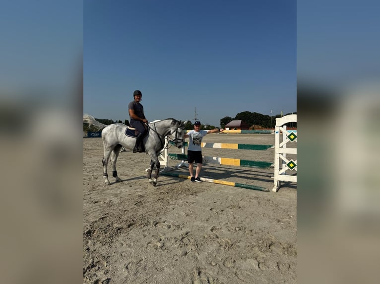 Westfale Wallach 9 Jahre 172 cm Schimmel in Zhashkiv