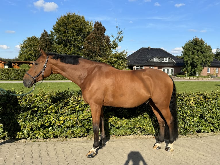 Westfale Wallach 9 Jahre 173 cm Brauner in Winkelsett