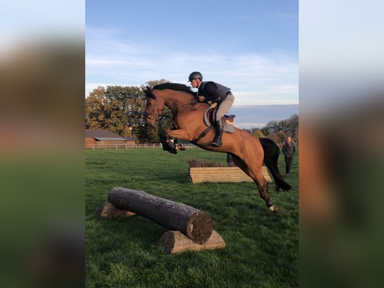 Westfale Wallach 9 Jahre 173 cm Brauner in Winkelsett
